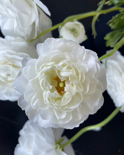 Ranunculus Bianco