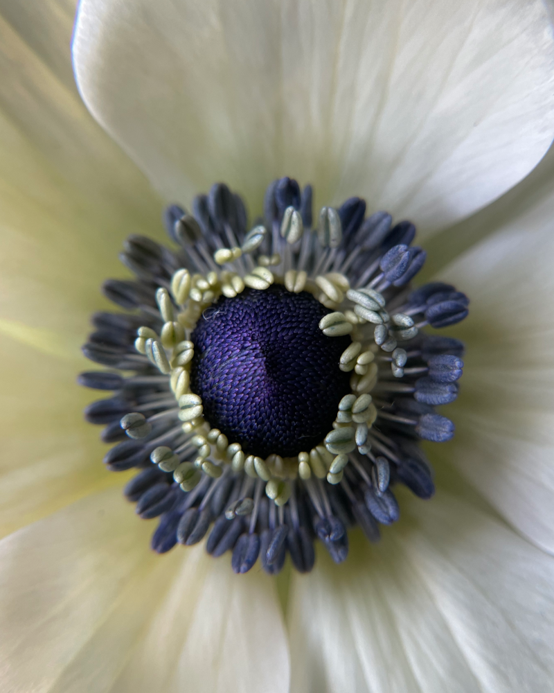 Anemone Bianco Center Nero