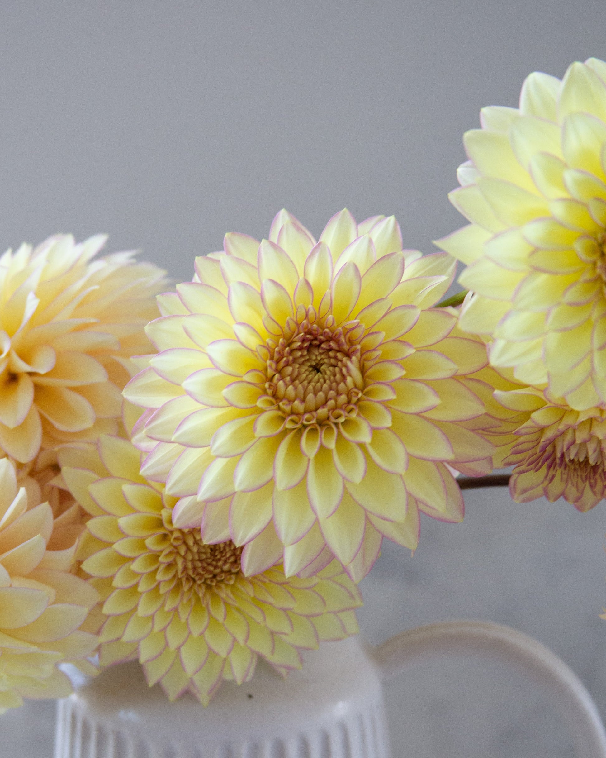 Light yellow flowers in a white vase against a gray background