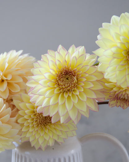 Light yellow flowers in a white vase against a gray background