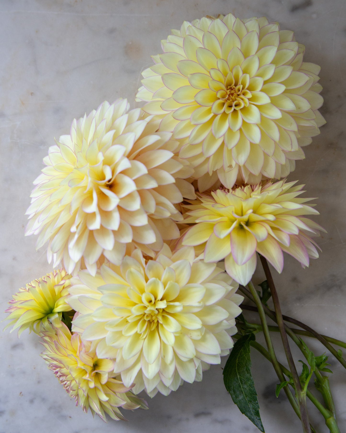 Bouquet of light yellow flowers on a marble surface