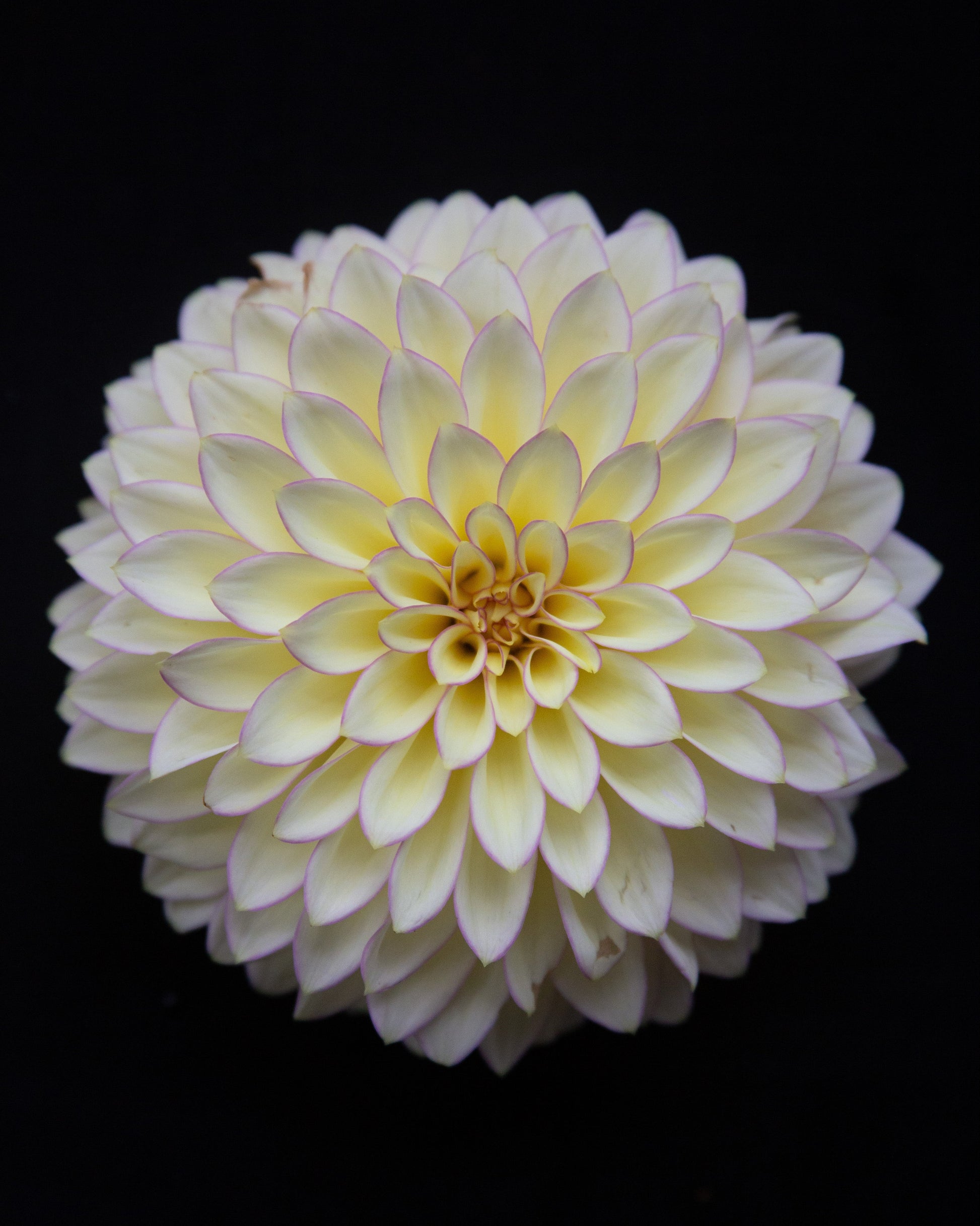 White flower on a black background