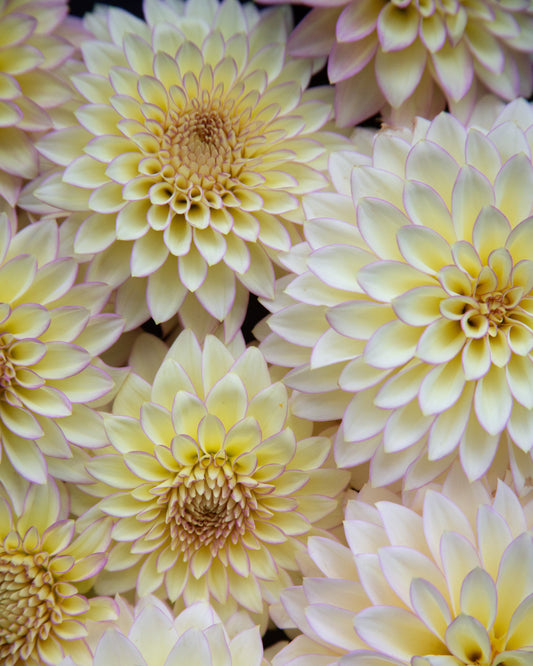 Close-up of light yellow flowers with a soft focus background
