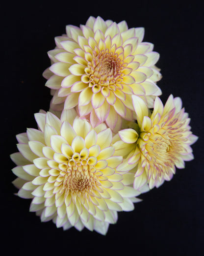 Three light yellow flowers with purple accents on a black background