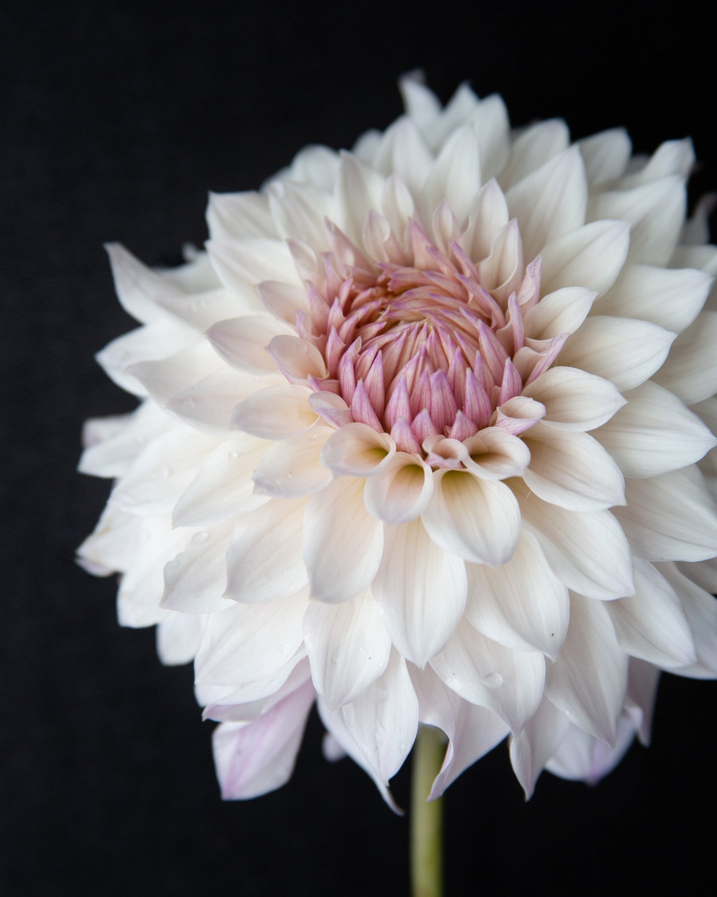 White flower with pink center on a black background
