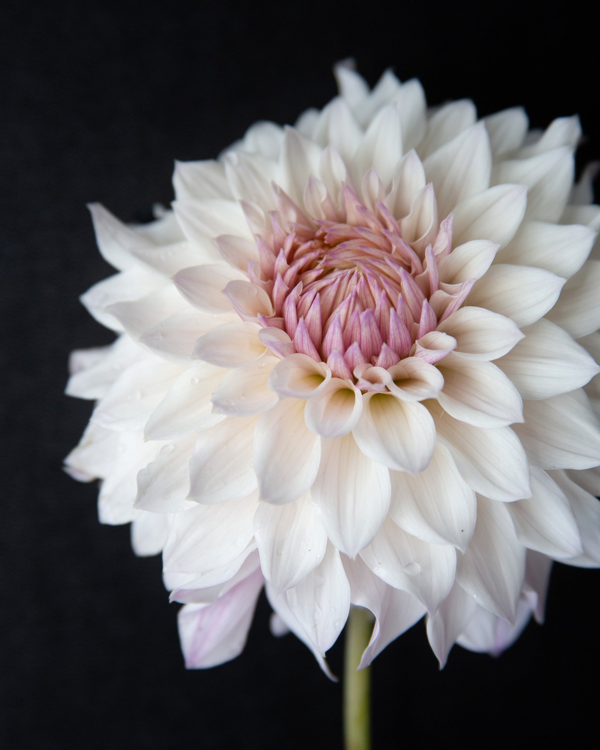White flower with pink center on a black background