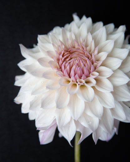 White flower with pink center on a black background