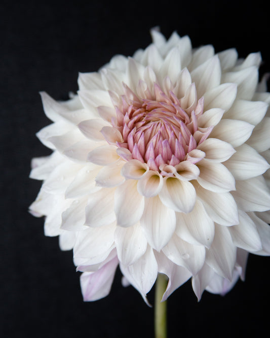White flower with pink center on a black background
