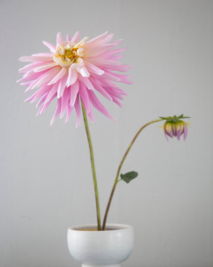 Pink flower in a white pot on a gray background