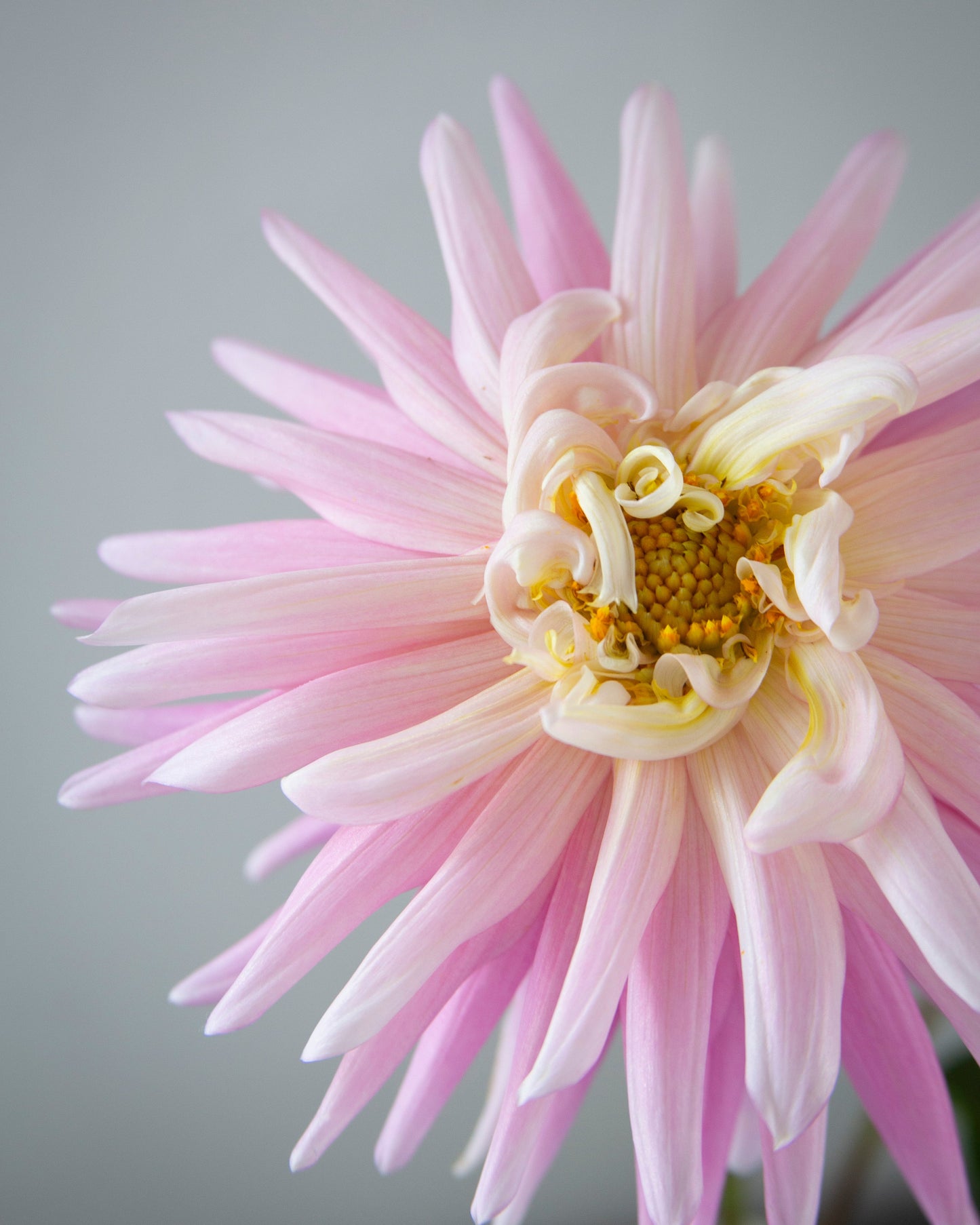 Close-up of a pink flower with a blurred gray background