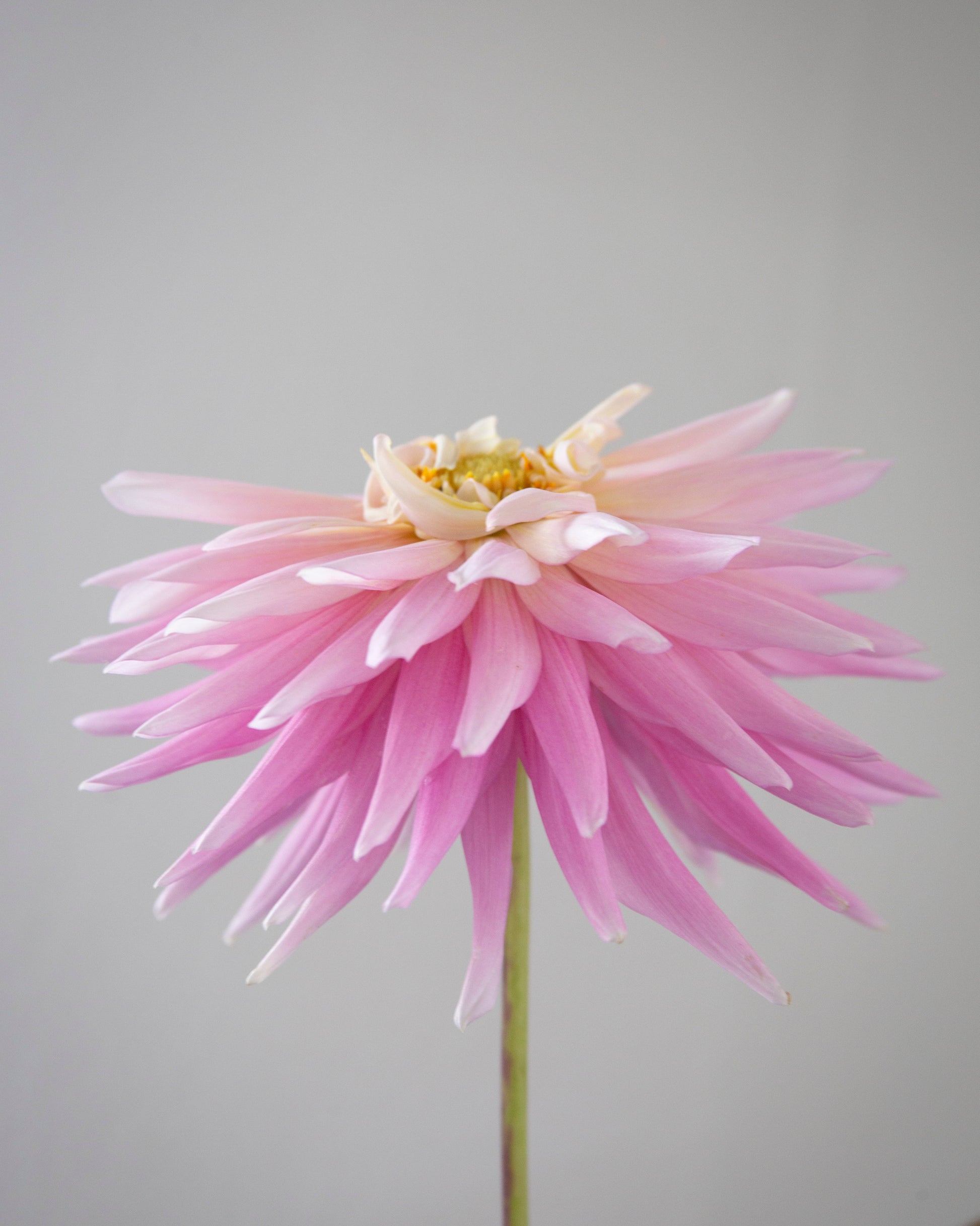 Pink flower with a white center against a plain background