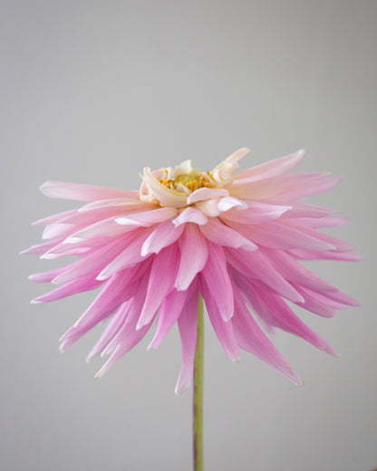 Pink flower with a white center against a plain background