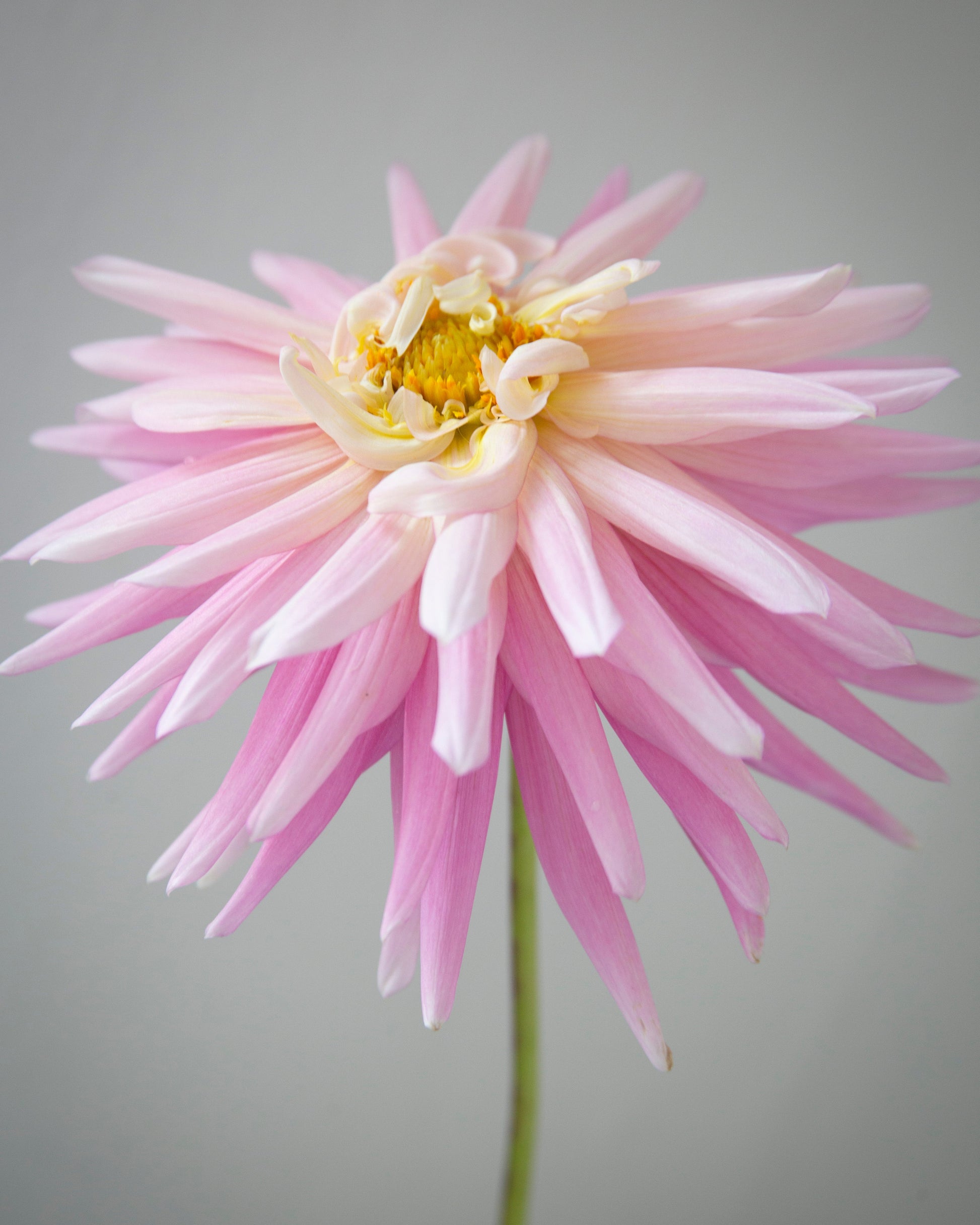 Pink flower with a yellow center on a gray background