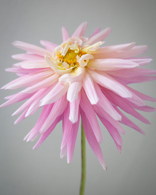 Pink flower with a yellow center on a gray background