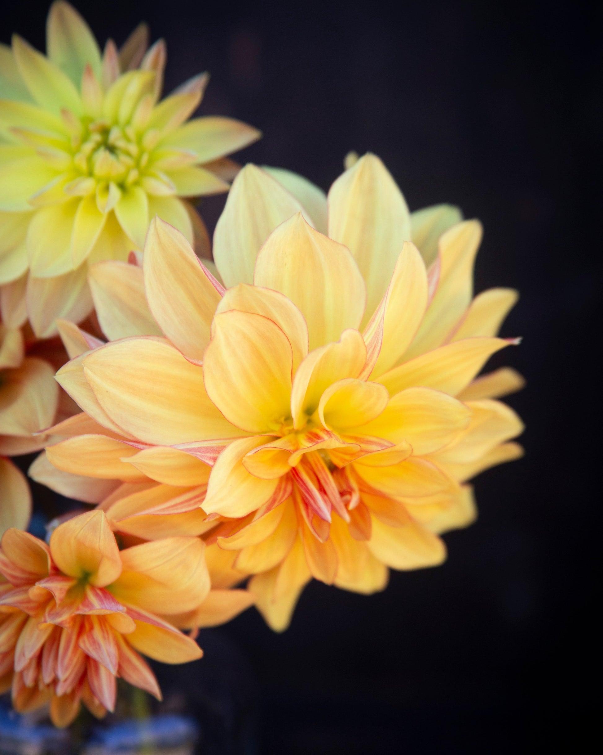 Close-up of yellow flowers with a dark background