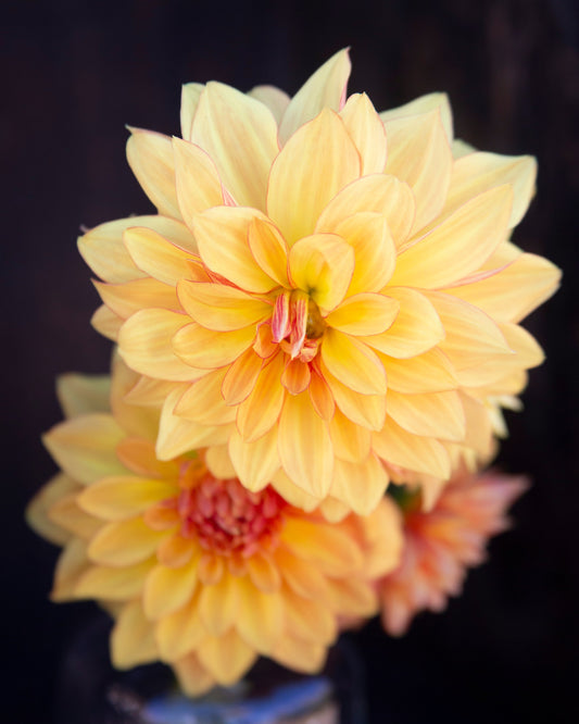 Two yellow flowers with a dark background