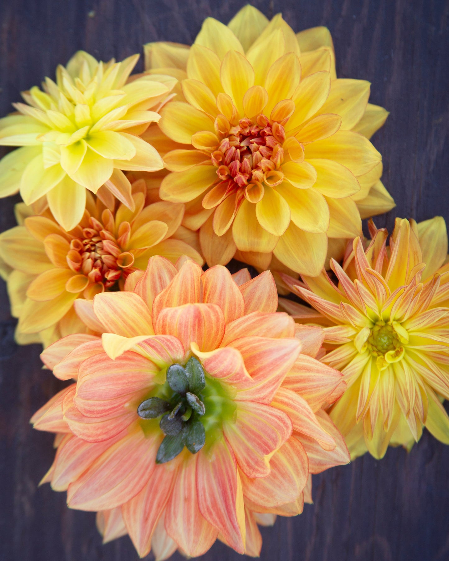 Close-up of yellow and peach-colored flowers against a dark background