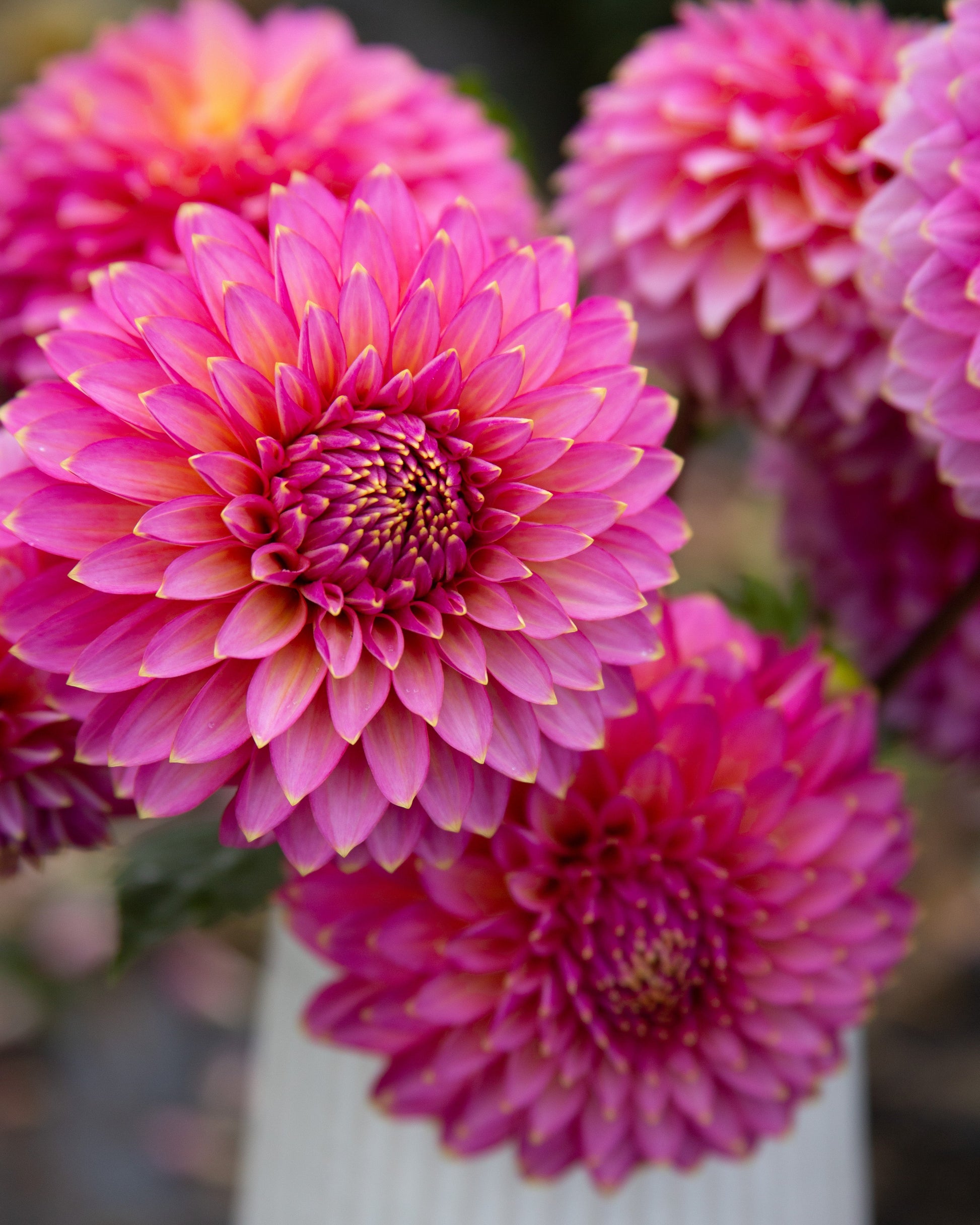 Close-up of pink dahlias in a white vase with a blurred background