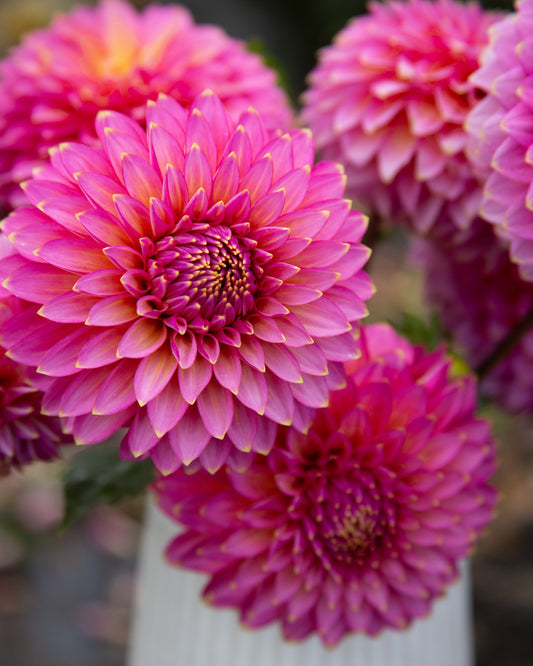 Close-up of pink dahlias in a white vase with a blurred background