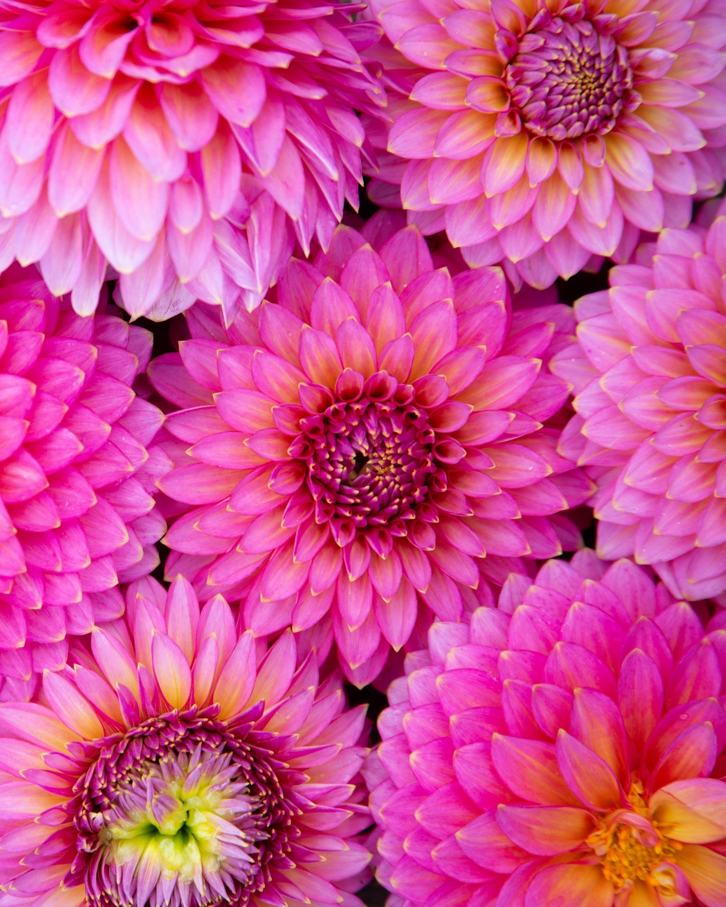 Close-up of pink flowers on a wooden surface