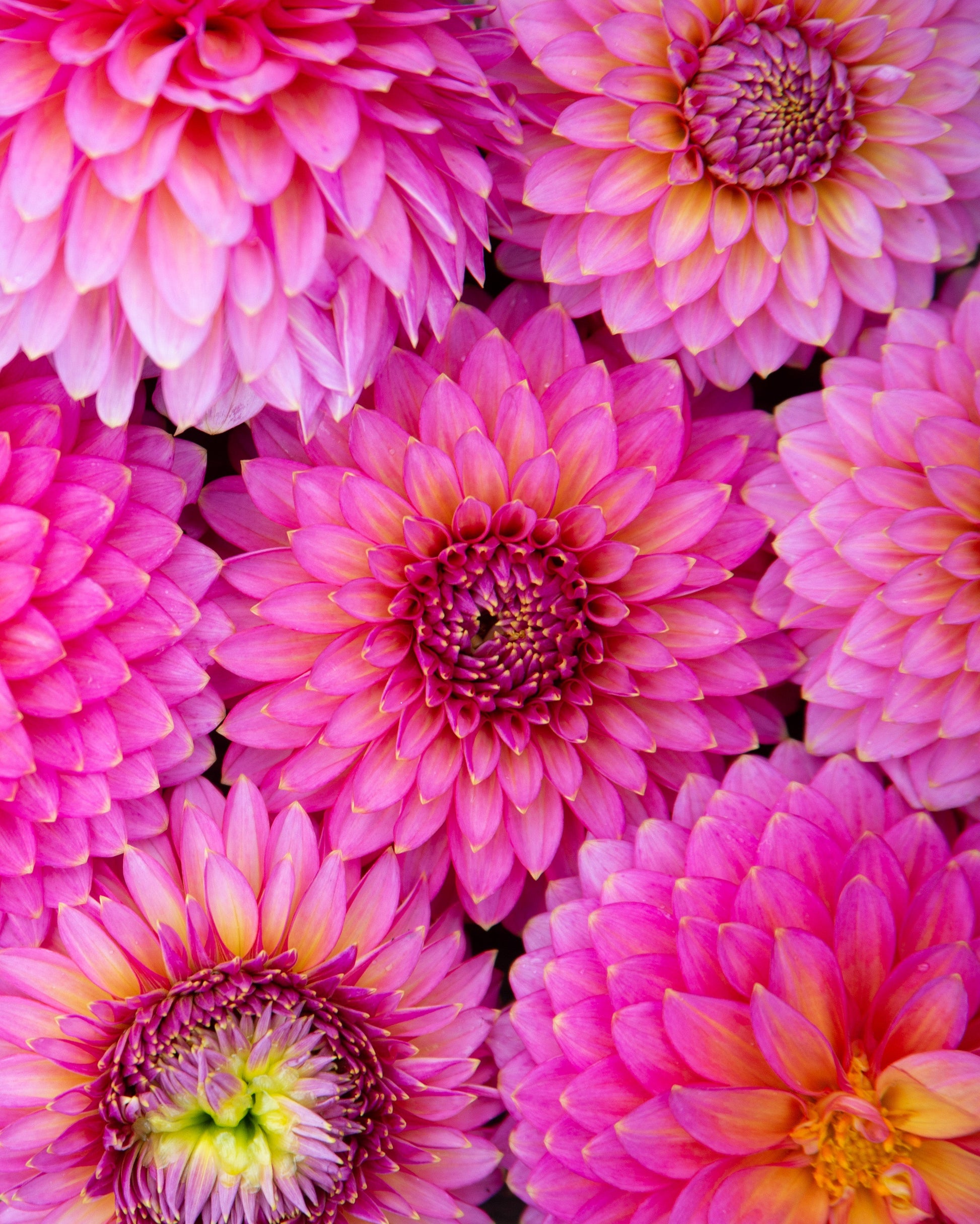 Close-up of pink flowers on a wooden surface