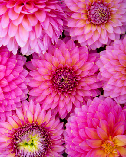 Close-up of pink flowers on a wooden surface