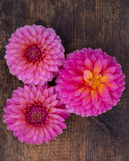 Three pink flowers on a wooden surface