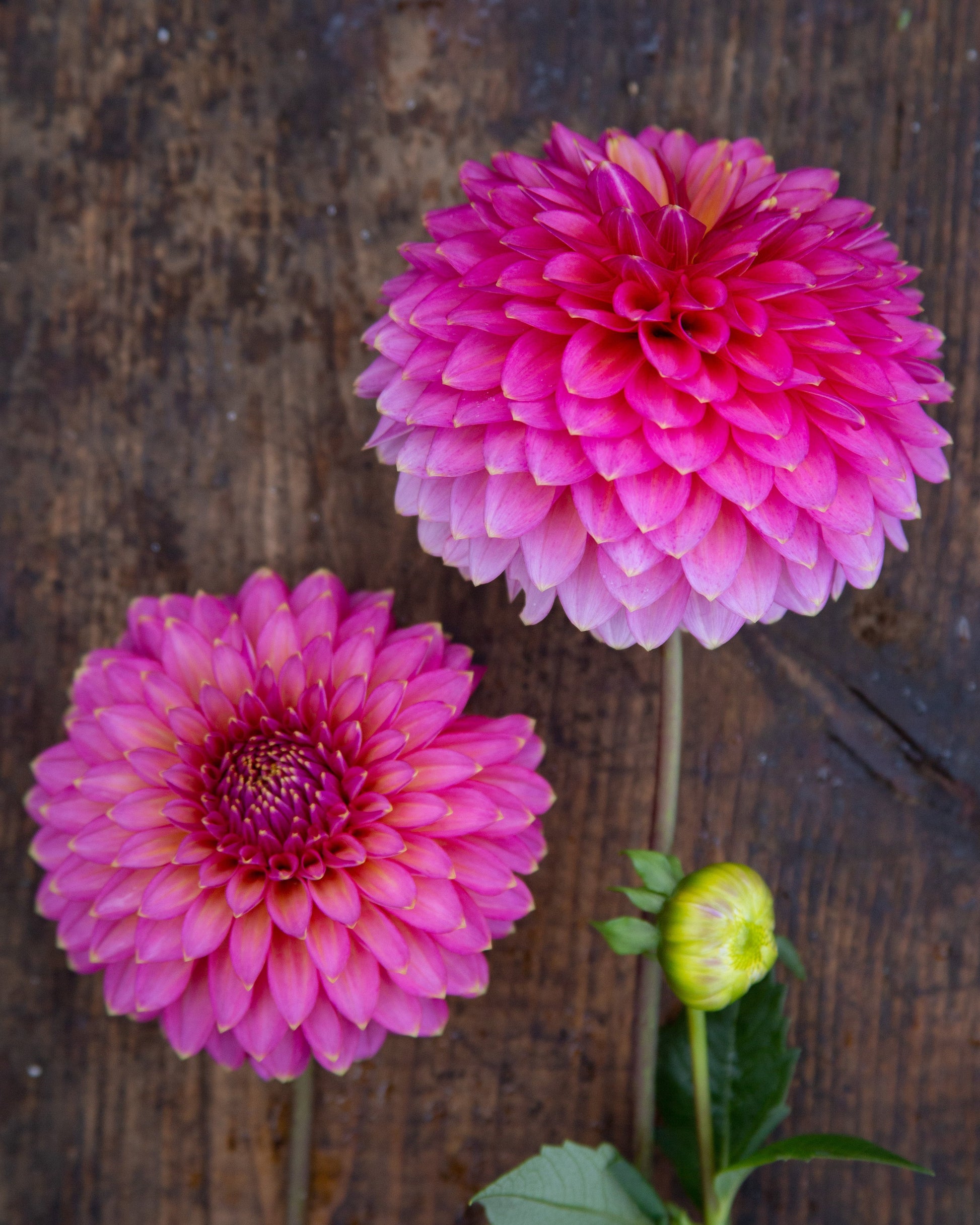 Two pink dahlias on a wooden surface