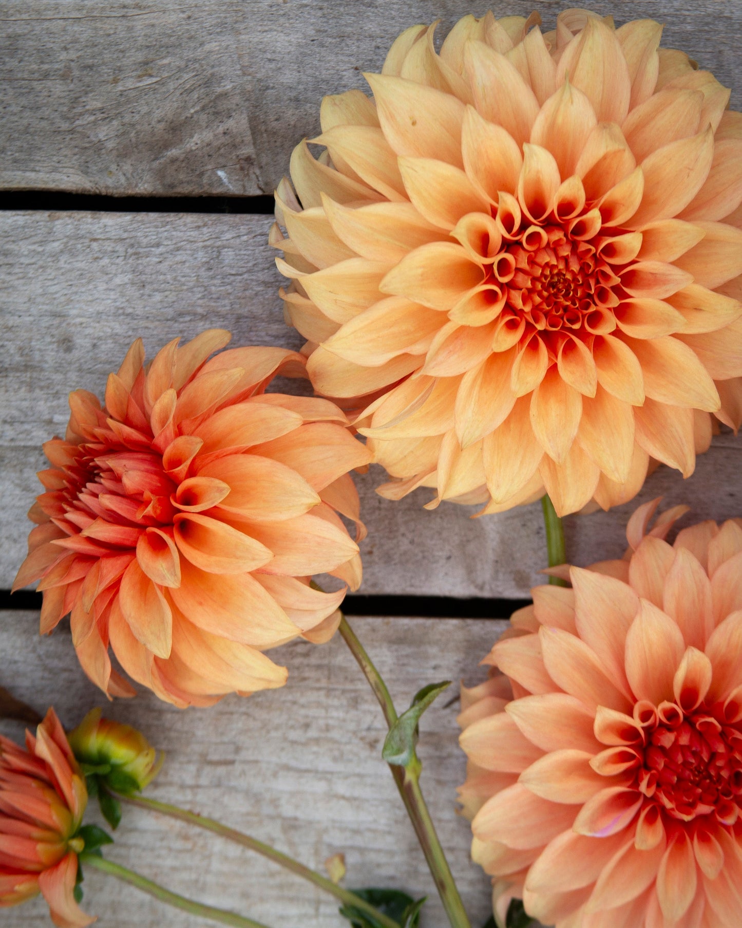 Three peach-colored dahlias on a wooden surface
