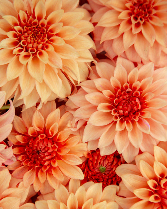 Close-up of orange and pink dahlias with a blurred background