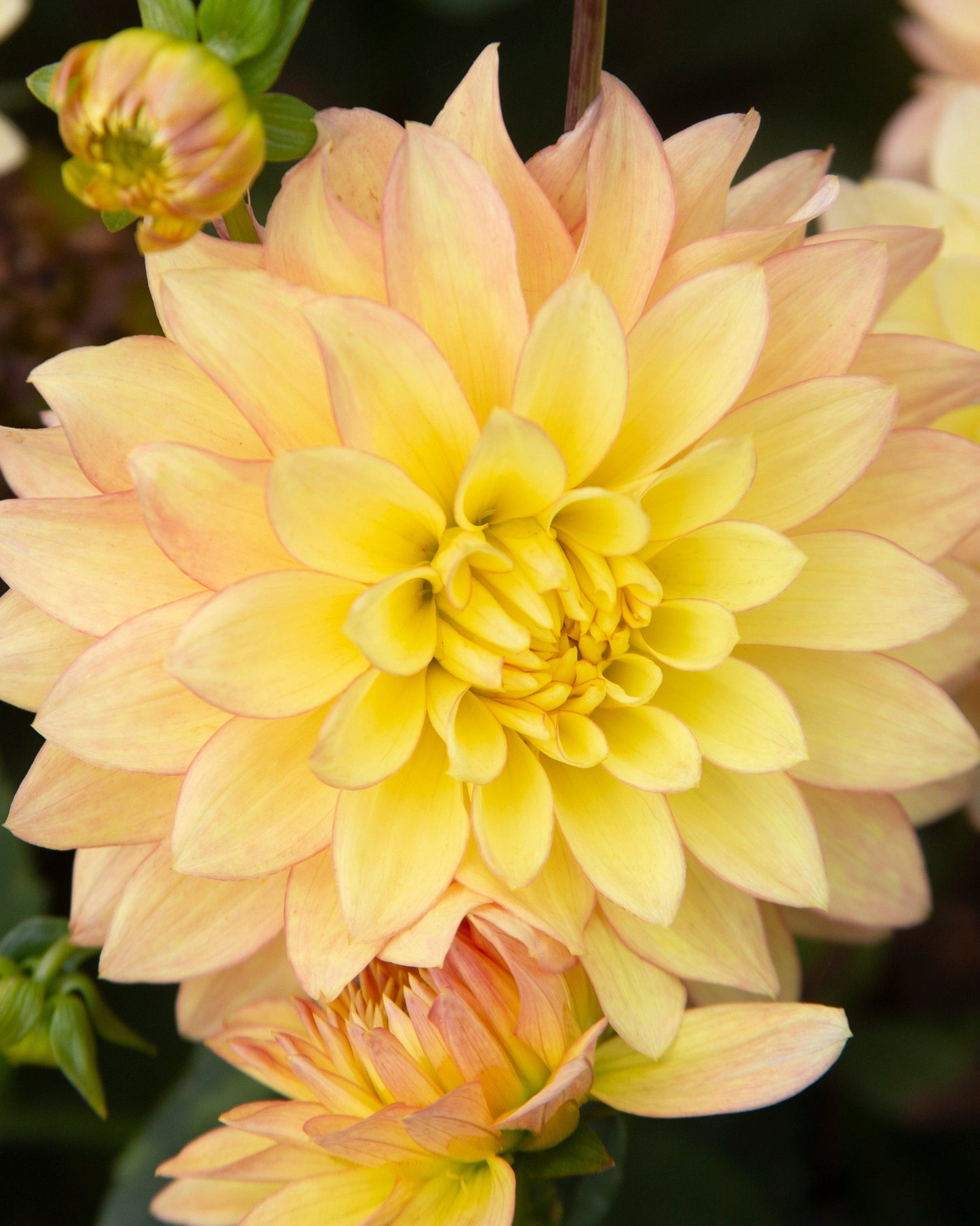 Close-up of a light yellow flower with green buds on a dark background