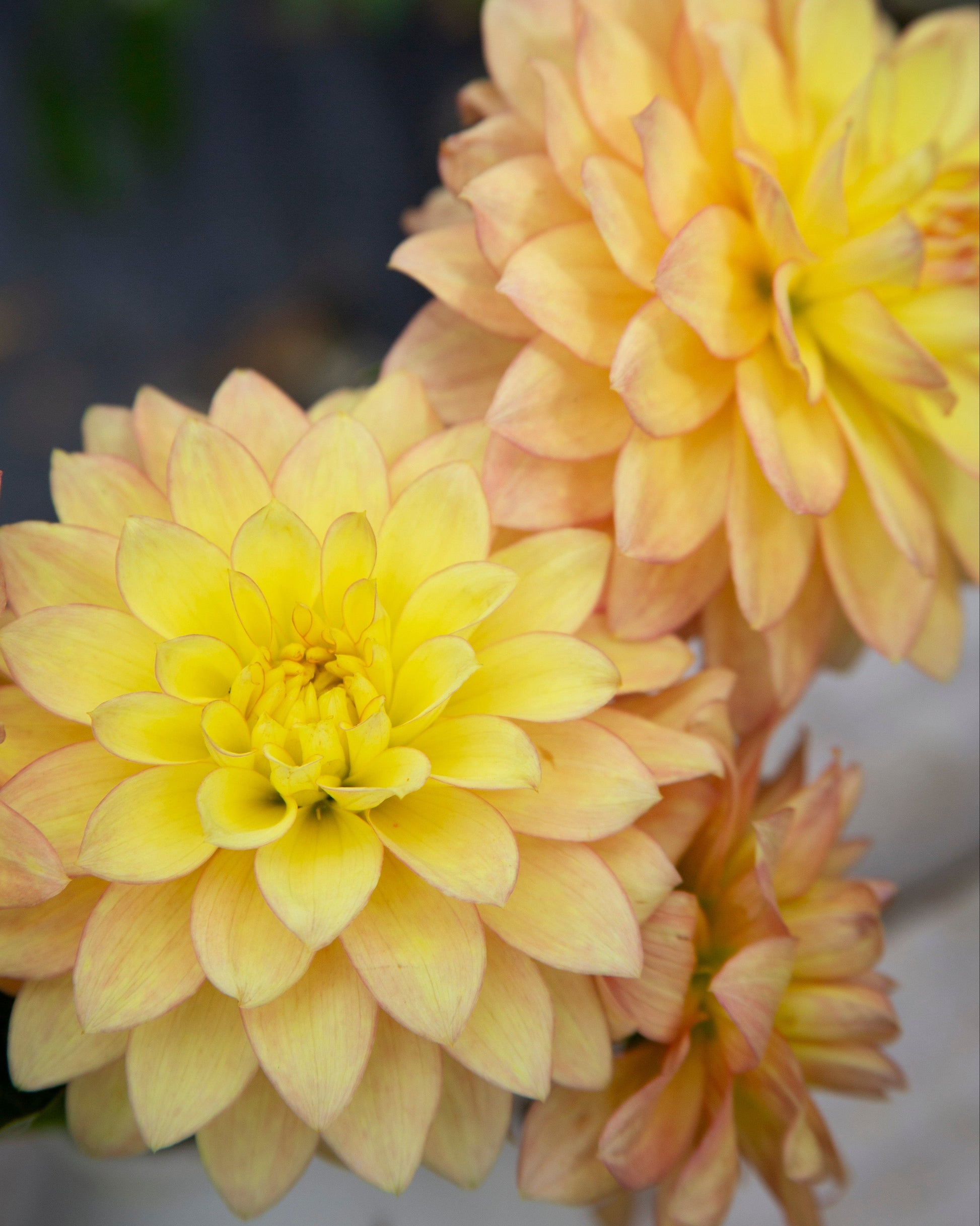 Close-up of a yellow flower with a blurred background