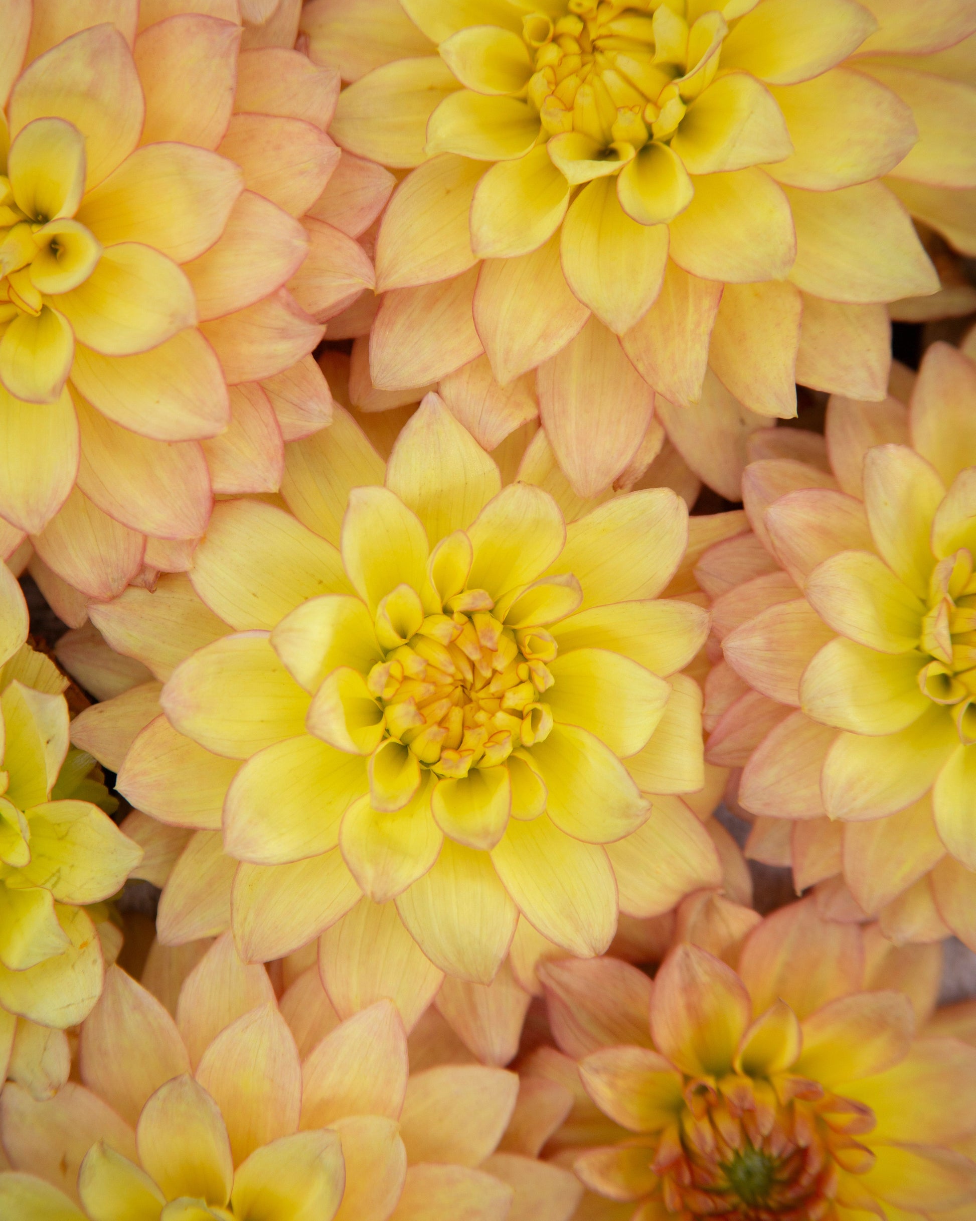 Close-up of yellow flowers with a soft focus background