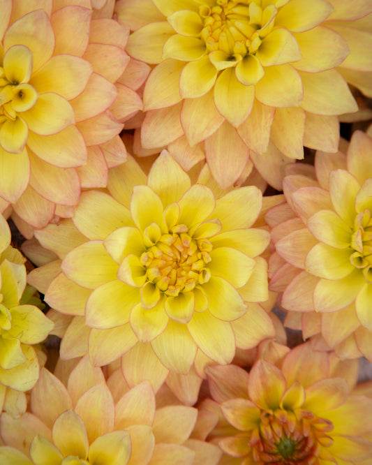 Close-up of yellow flowers with a soft focus background