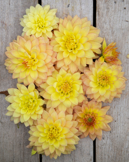 Yellow flowers arranged on a wooden surface