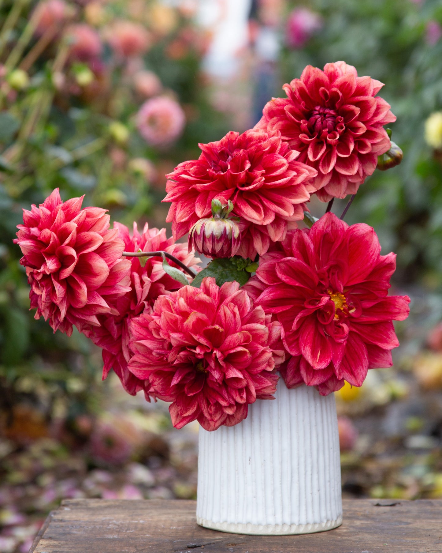 Red flowers in a white vase on a wooden surface with a blurred natural background