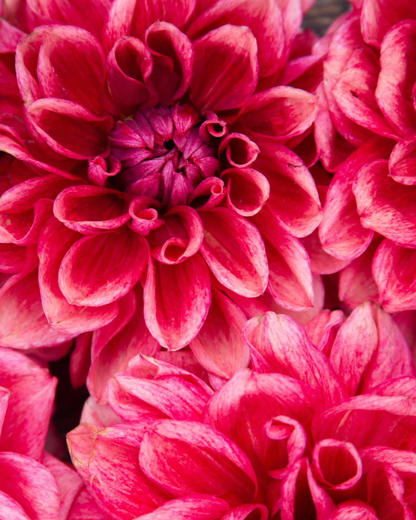 Close-up of vibrant pink flowers with a blurred background