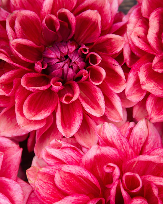 Close-up of vibrant pink flowers with a blurred background