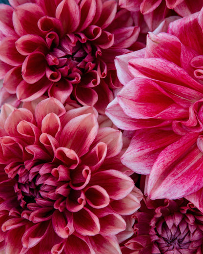 Close-up of pink dahlias with a blurred background