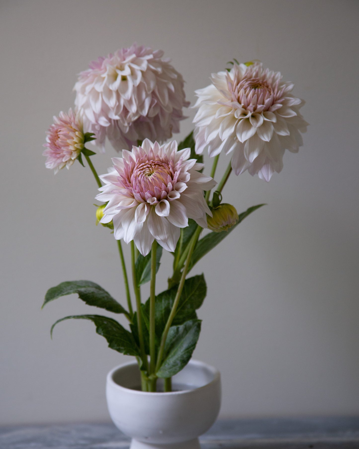 Pink flowers in a white vase on a gray surface with a neutral background