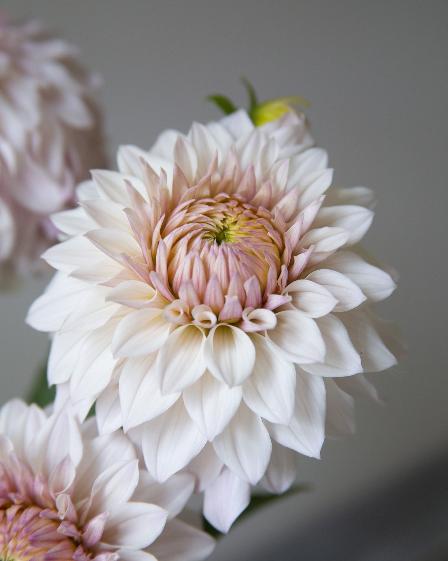 Close-up of a pink and white flower with a blurred background