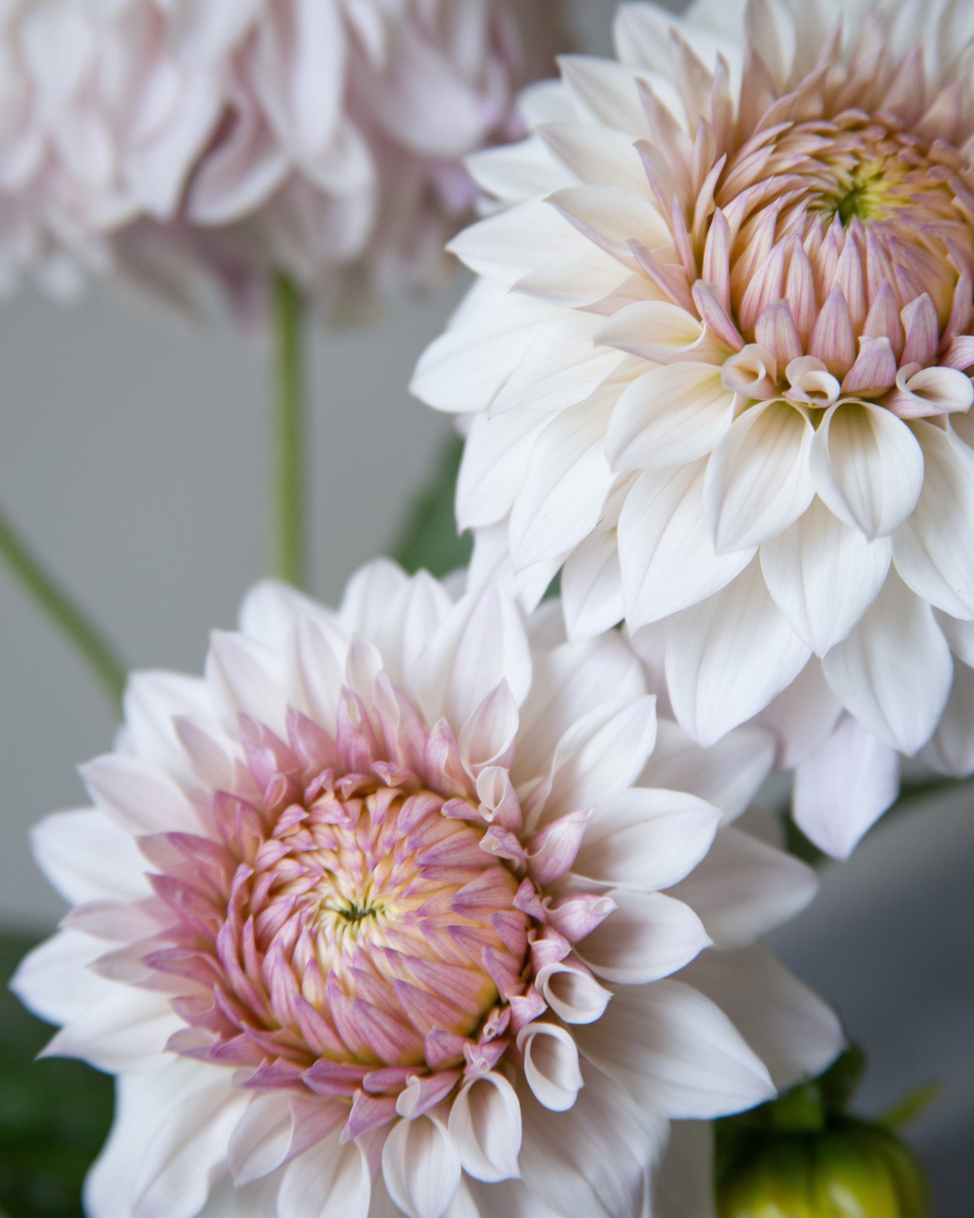 Close-up of pink and white flowers with a blurred background