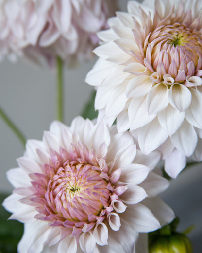 Close-up of pink and white flowers with a blurred background