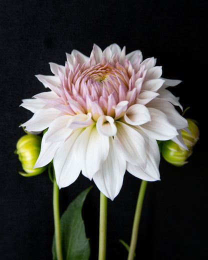 Pink and white flower with green buds on a black background