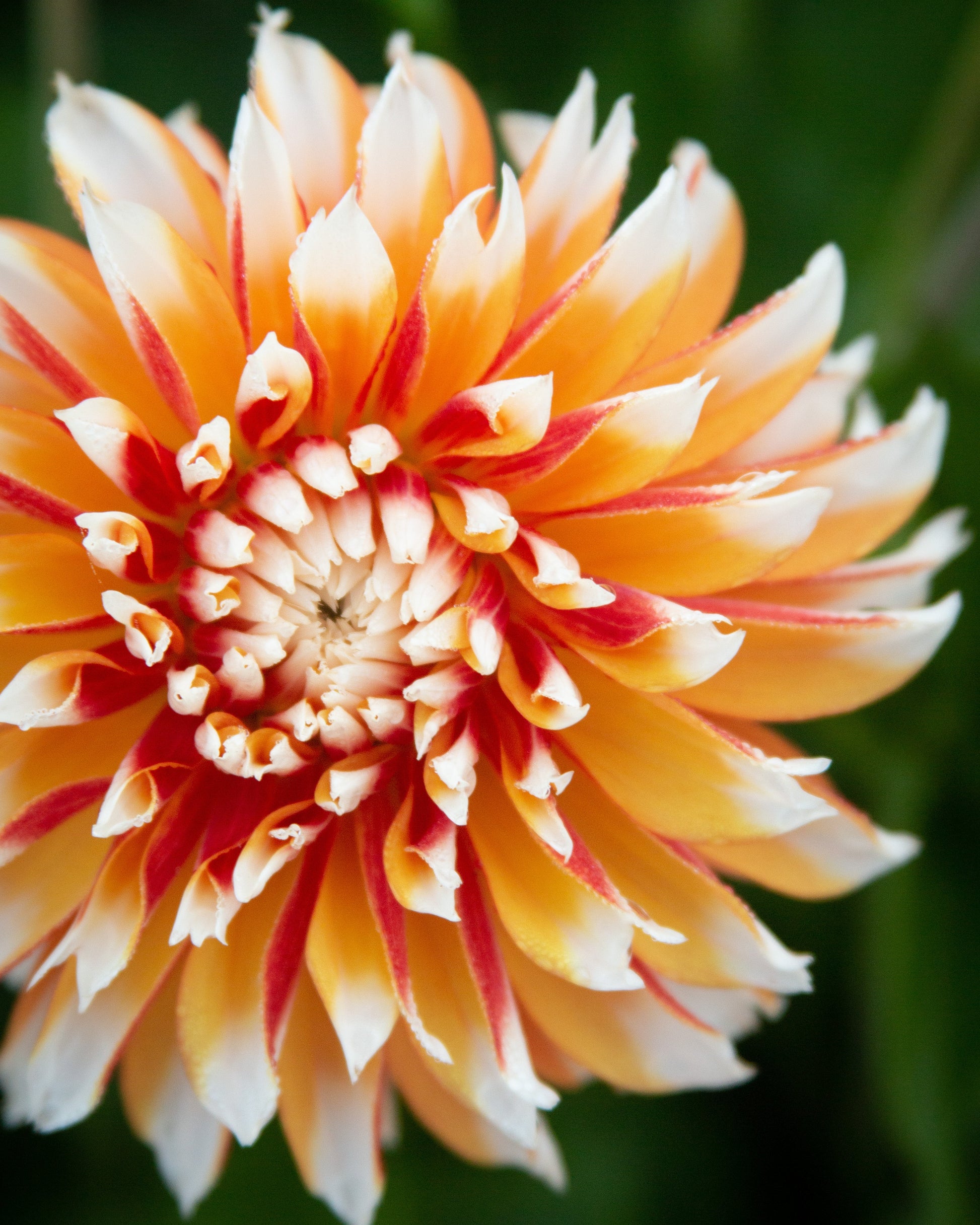 Close-up of a vibrant orange and red flower with a green background