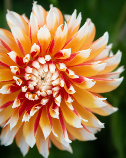 Close-up of a vibrant orange and red flower with a green background