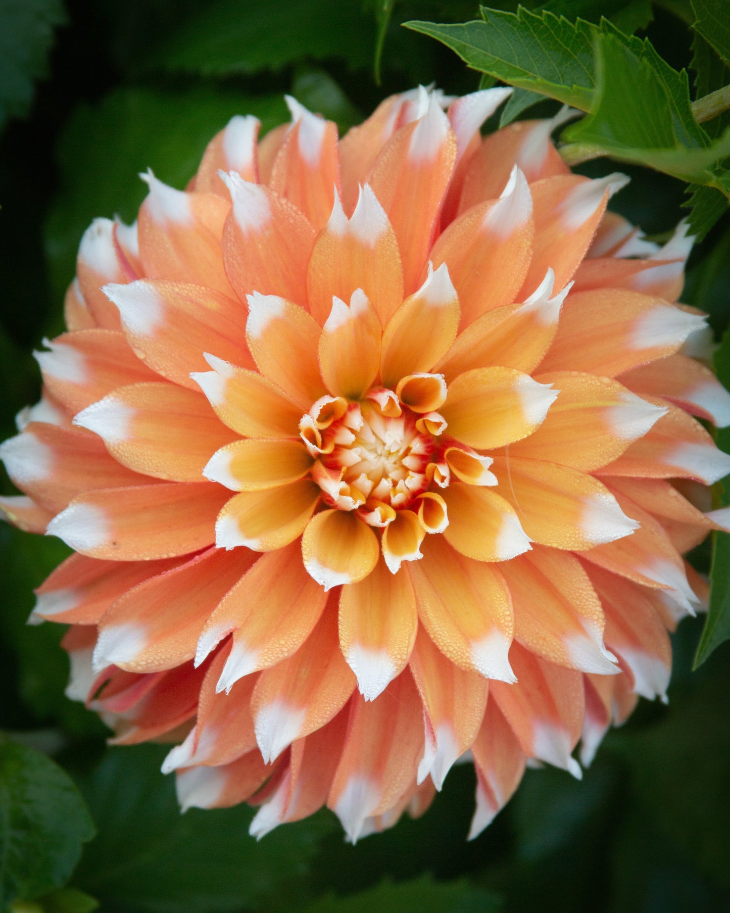 Close-up of a large, peach-colored flower with green leaves in the background