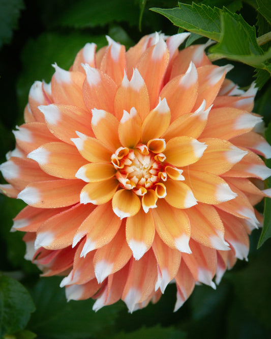 Close-up of a large, peach-colored flower with green leaves in the background
