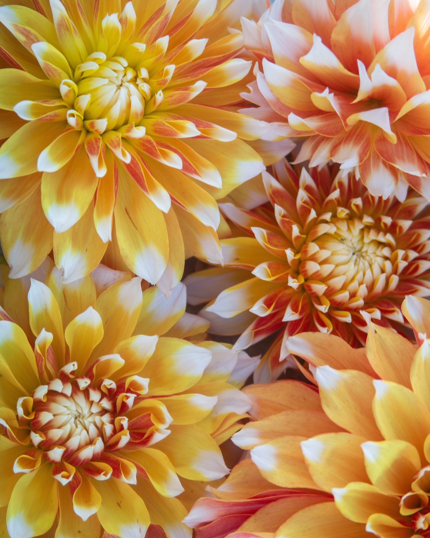 Close-up of vibrant orange and yellow flowers with detailed petal patterns.
