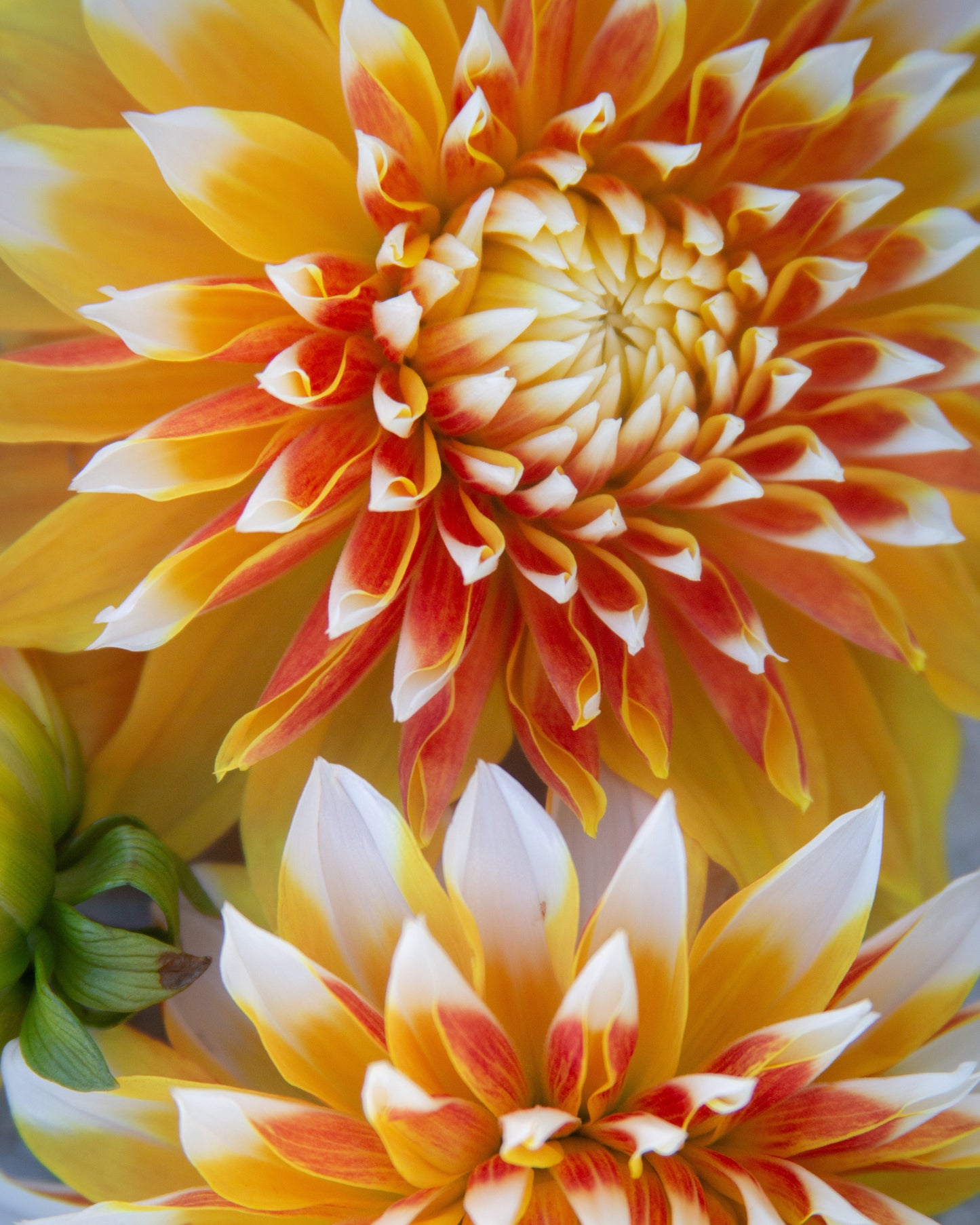 Close-up of two vibrant yellow and orange flowers with a blurred background